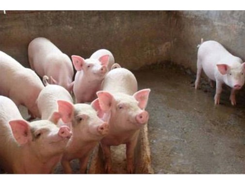 養(yǎng)殖污水的三種處理模式，學(xué)起來！