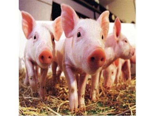 技術(shù)干貨！養(yǎng)殖污水處理的技術(shù)詳情